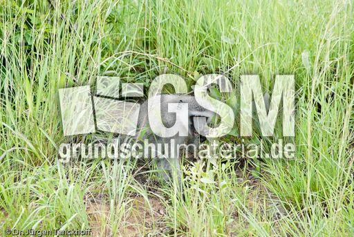 Grüne Meerkatzen (16 von 67).jpg